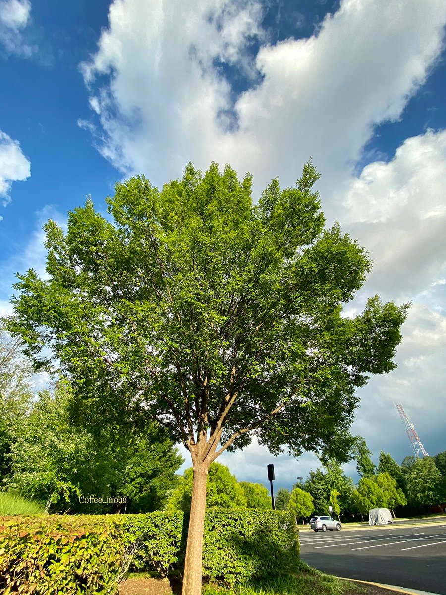 LiciousCoffee's tweet photo. Itβs Summer, A Chinese Elm π³ in the Park soaking in some needed sunshine βοΈ
#nature #naturelovers #NatureBeauty #NaturalBeauty #NaturePhotography #NaturePhotographer #photographylovers #Summer #Nature_Walk #Park #trees #PhotographyIsArt https://t.co/nR7ivsli5s