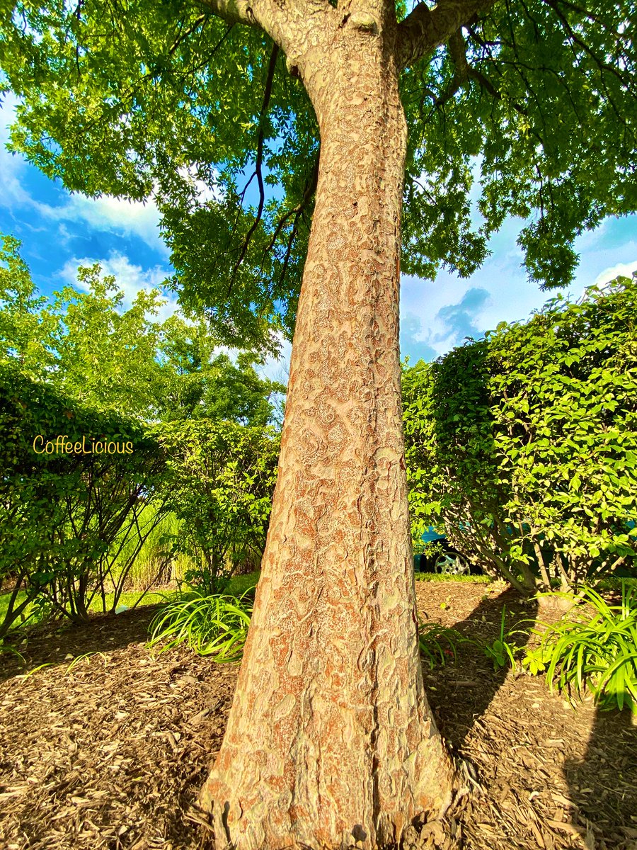 LiciousCoffee's tweet photo. Itβs Summer, A Chinese Elm π³ in the Park soaking in some needed sunshine βοΈ
#nature #naturelovers #NatureBeauty #NaturalBeauty #NaturePhotography #NaturePhotographer #photographylovers #Summer #Nature_Walk #Park #trees #PhotographyIsArt https://t.co/nR7ivsli5s