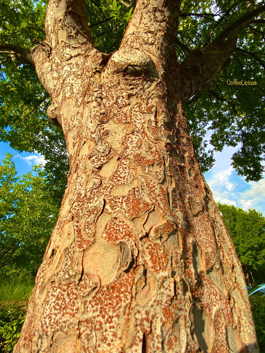 LiciousCoffee's tweet photo. Itβs Summer, A Chinese Elm π³ in the Park soaking in some needed sunshine βοΈ
#nature #naturelovers #NatureBeauty #NaturalBeauty #NaturePhotography #NaturePhotographer #photographylovers #Summer #Nature_Walk #Park #trees #PhotographyIsArt https://t.co/nR7ivsli5s