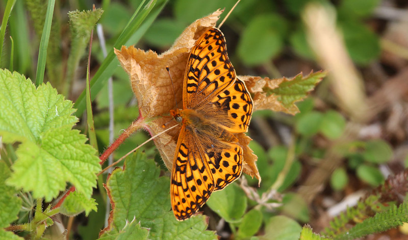 LuckiamuteWC's tweet photo. There are just a few spots left for the Butterfly &amp; Moth Walk at J2E Tree Farm on either July 30 or July 31! Get all the details and register at https://t.co/B7y2OFbC1E https://t.co/0aR2veMiud