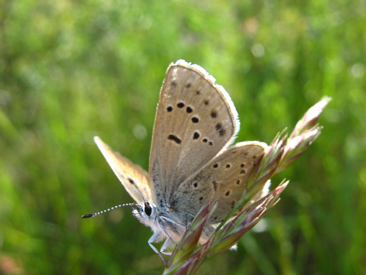 LuckiamuteWC's tweet photo. There are just a few spots left for the Butterfly &amp; Moth Walk at J2E Tree Farm on either July 30 or July 31! Get all the details and register at https://t.co/B7y2OFbC1E https://t.co/0aR2veMiud
