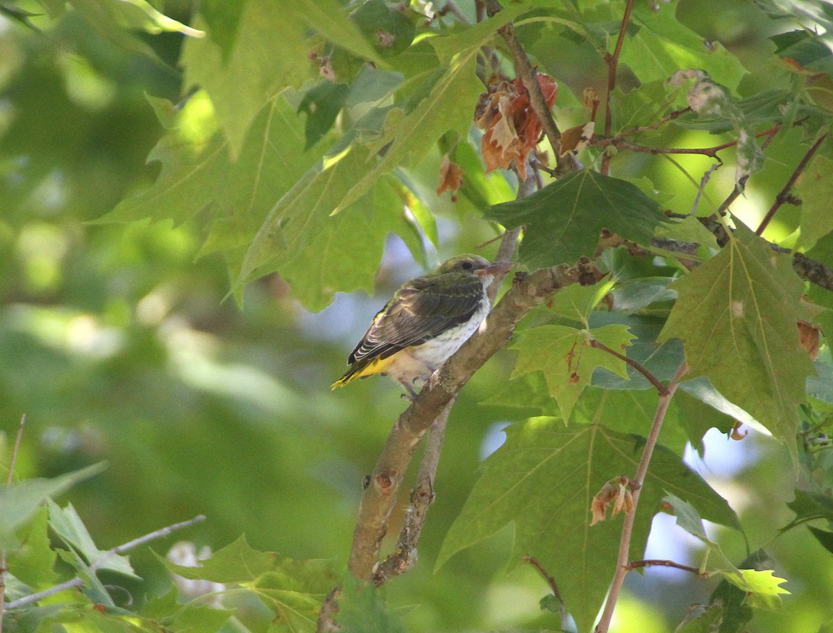 Chrishodgebird tweet picture