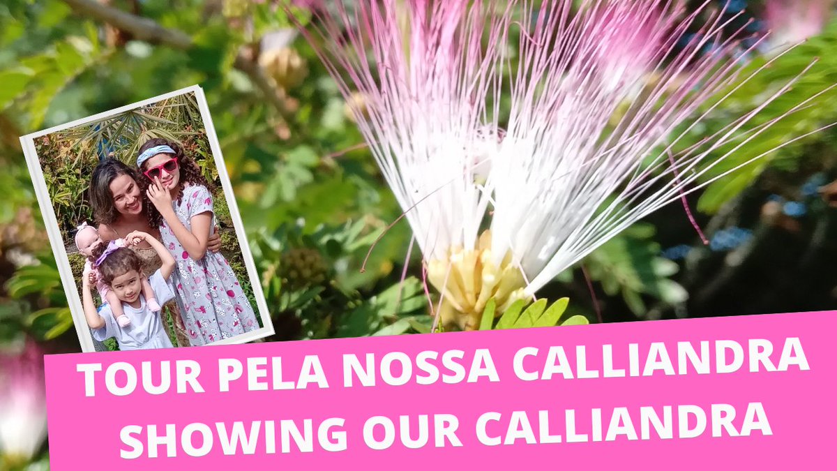 IsisCachoeiro's tweet photo. Full video here/ Video completo aqui:

https://t.co/uBV05tVDEq
#calliandra #jardim #paisagismo #Brazil https://t.co/b02Zl50VIQ