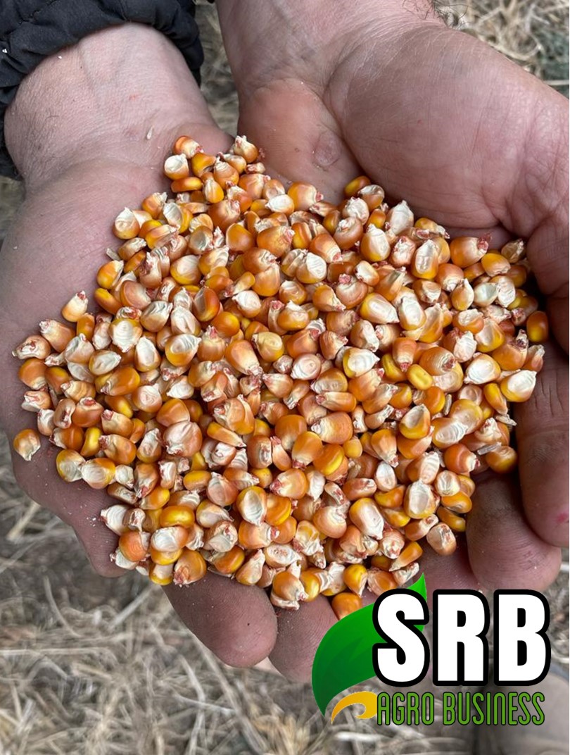 SRBAgroBusiness's tweet photo. Nos dedicamos a la compra y venta de
 CEREALES/GRANOS/MERCADO INTERNO E INTERNACIONAL. 
 #agronegocios #polo #equino #maiz #soja https://t.co/QXV9EkCXNz