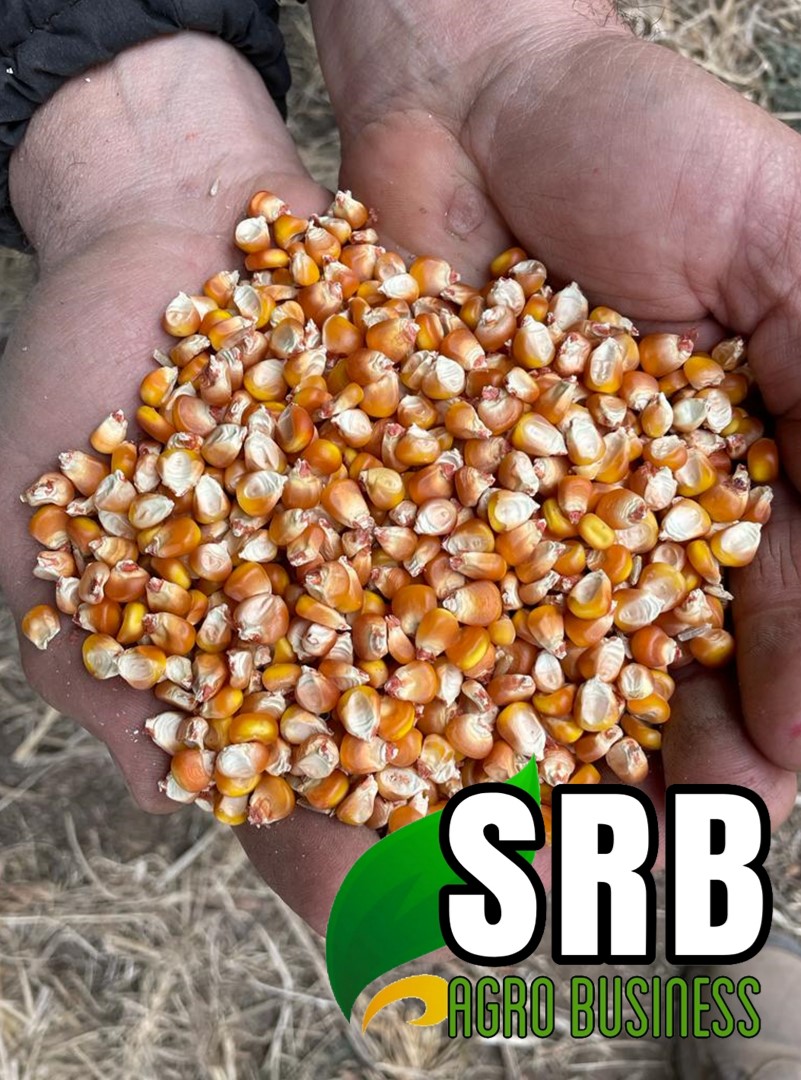 SRBAgroBusiness's tweet photo. Nos dedicamos a la compra y venta de
 CEREALES/GRANOS/MERCADO INTERNO E INTERNACIONAL. 
 #agronegocios #polo #equino #maiz #soja https://t.co/VbewxG4mlA
