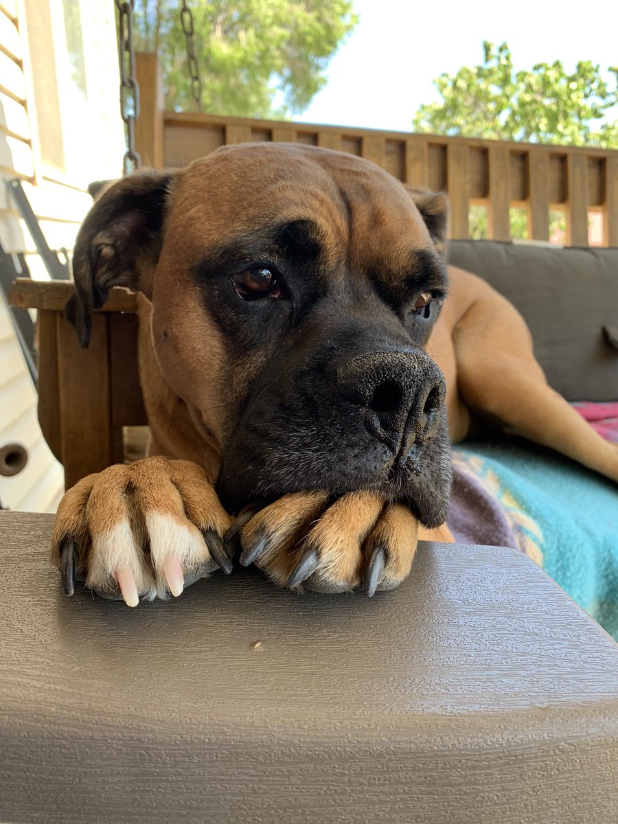 My #BoxerPit is so prim and proper. I bet he holds his pinky out to drink tea 🍵…