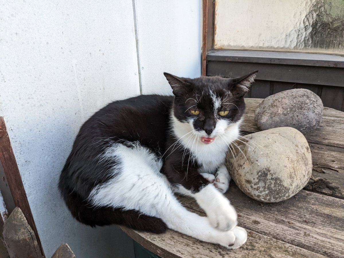 Gelangweilte Katze getroffen