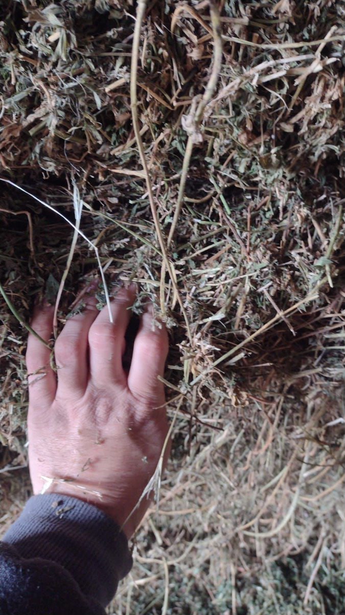 SRBAgroBusiness's tweet photo. Nos dedicamos a la compra y venta de
 CEREALES/GRANOS/MERCADO INTERNO E INTERNACIONAL. 
 #agronegocios #polo #equino #maiz #soja #Alfalfa https://t.co/7mxbA9fmav