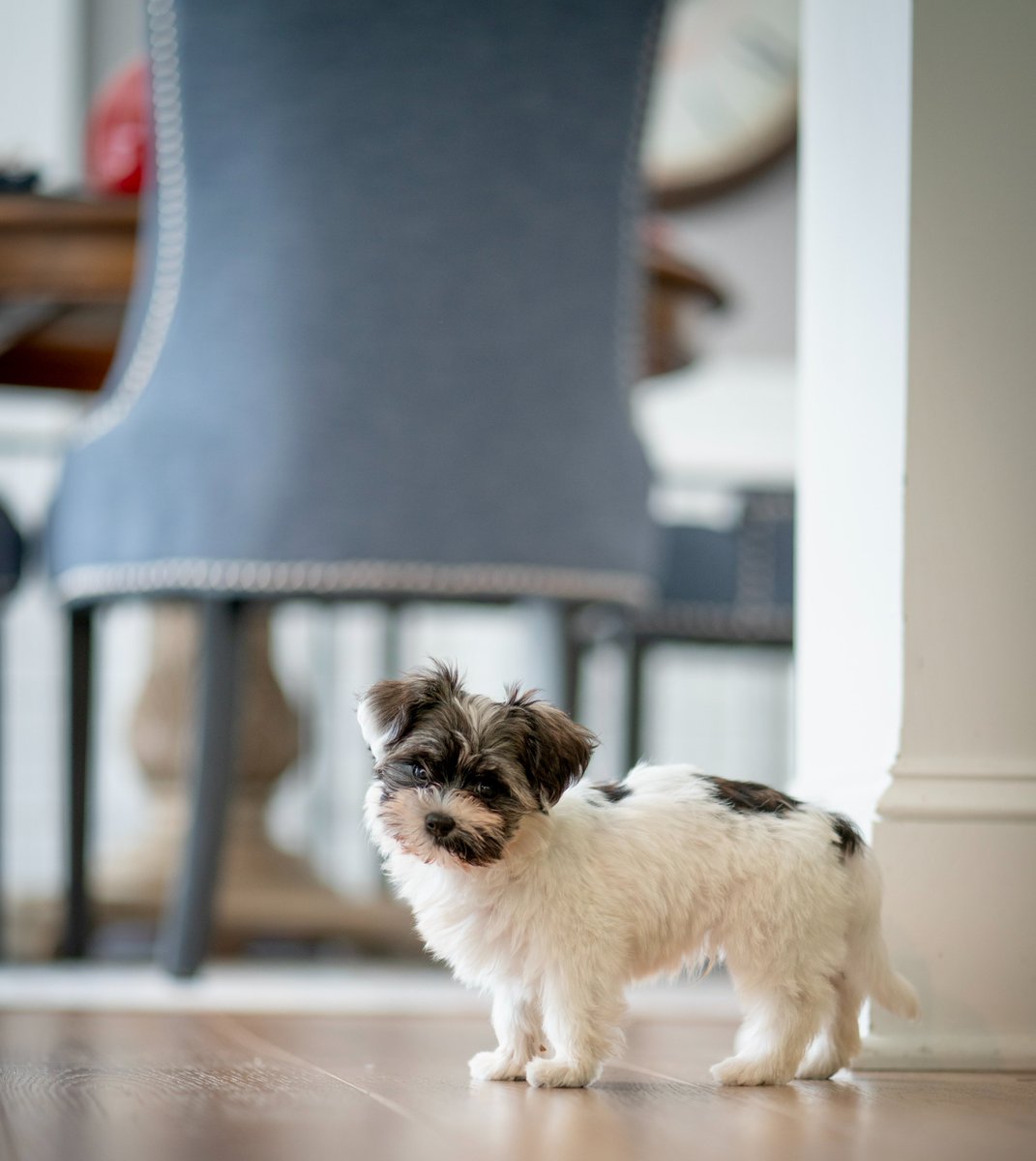 Meet Hank, a pint-sized new dose of love for the Kramer family. He’s only been with us 2 days and already his love is filling a void, though we definitely forgot what having a puppy is like—the good, the bad and the uh, fragrant. Why we needed Hank: accntu.re/3cqO2y8