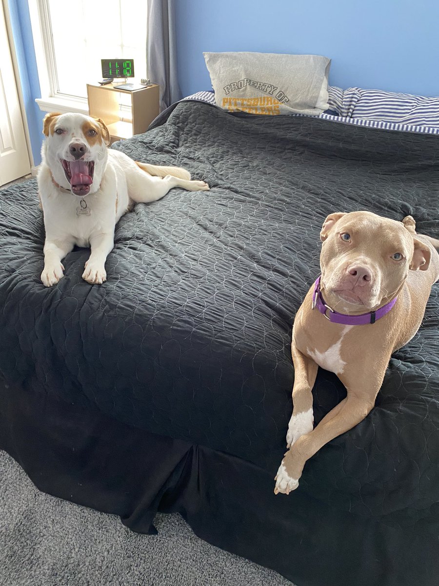 aault2's tweet photo. #platchatpets tan pit bull is Moira and white and brown Australian cattle dog is Retta https://t.co/BZPL4JQMjh