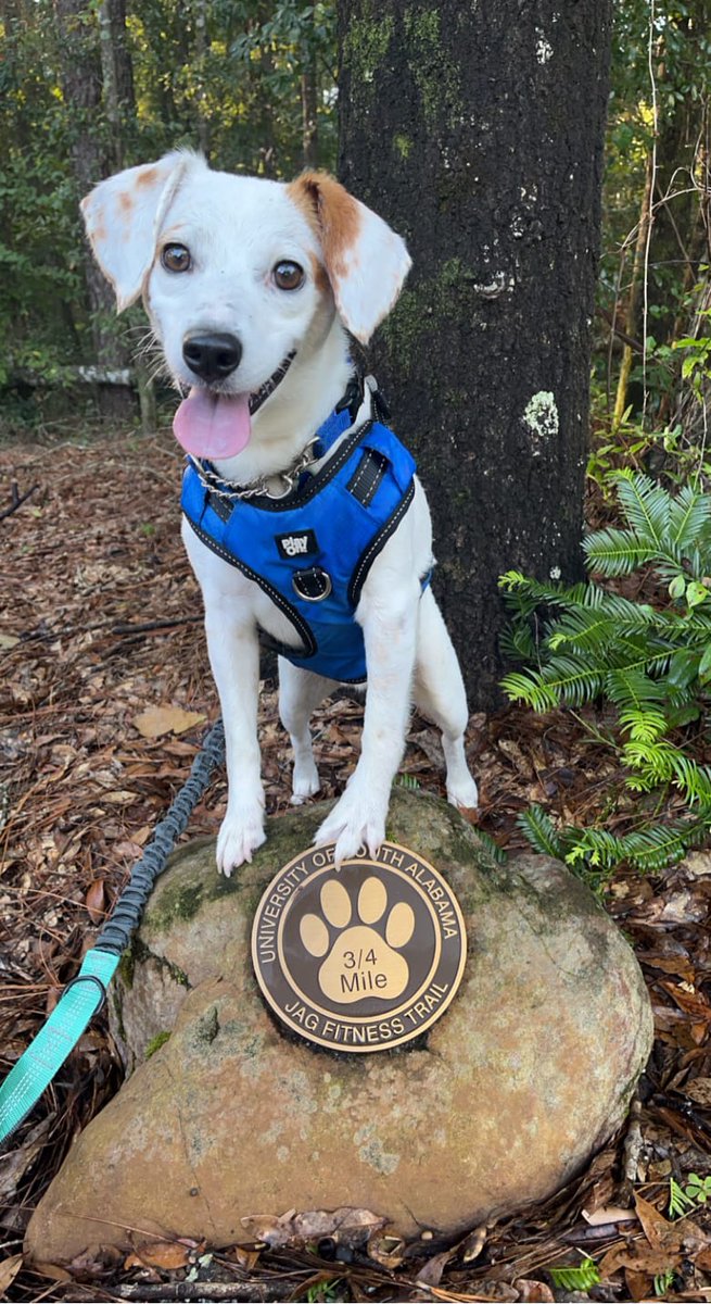 MobilePSP's tweet photo. Summer is perfect for going on adventures with your pet! We wanna see your pets exploring the outdoors. SHARE a picture with us below! 💚🐕 #pspmobile #petsuppliesplus #minusthehassle https://t.co/SvsKLIIUbb