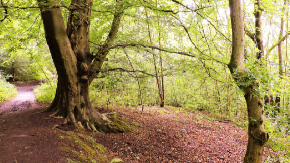 There is a free daily woodland trail Greenbank Garden in East Renfrewshire. This is a fun day out for kids and everyone gets a sticker for participating. 10:00-16:00 every day of the week throughout summer.
A link to the tickets is available via link eventbrite.co.uk/e/summer-woodl…
