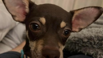 millypod1's tweet photo. ELVIS HOME SAFE. THANKS FOR RT's 😊🐕🐾

🆘12 JULY 2022 #Lost ELVIS #ScanMe 
Short Brown Haired Chihuahua #PUPPY Male
Endrick Drive Head of Muir #Denny #Stirlingshire  #Scotland #FK6 PLEASE SHARE. SIGHTINGS PLZ* 
https://t.co/ZOAnGQrn68 https://t.co/fZ5e3VX9tl