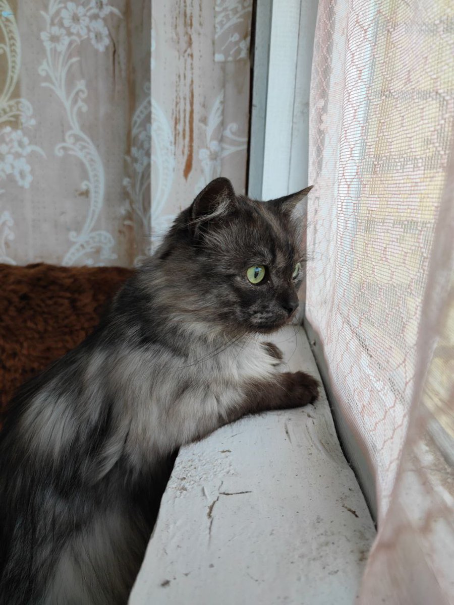 im_ficus's tweet photo. Соседи по даче решили продавать дом и уехали, не забрав с собой кота, сказав, что он им тоже не нужен 
Немного потрёпанный, но совершенно роскошный Кузя ищет дом, 1.5 года ребенку 
Транспортировать будем из под Великих Лук, так что география поиска семьи широкая в т.ч. Беларусь https://t.co/pO4Vf4D5hT