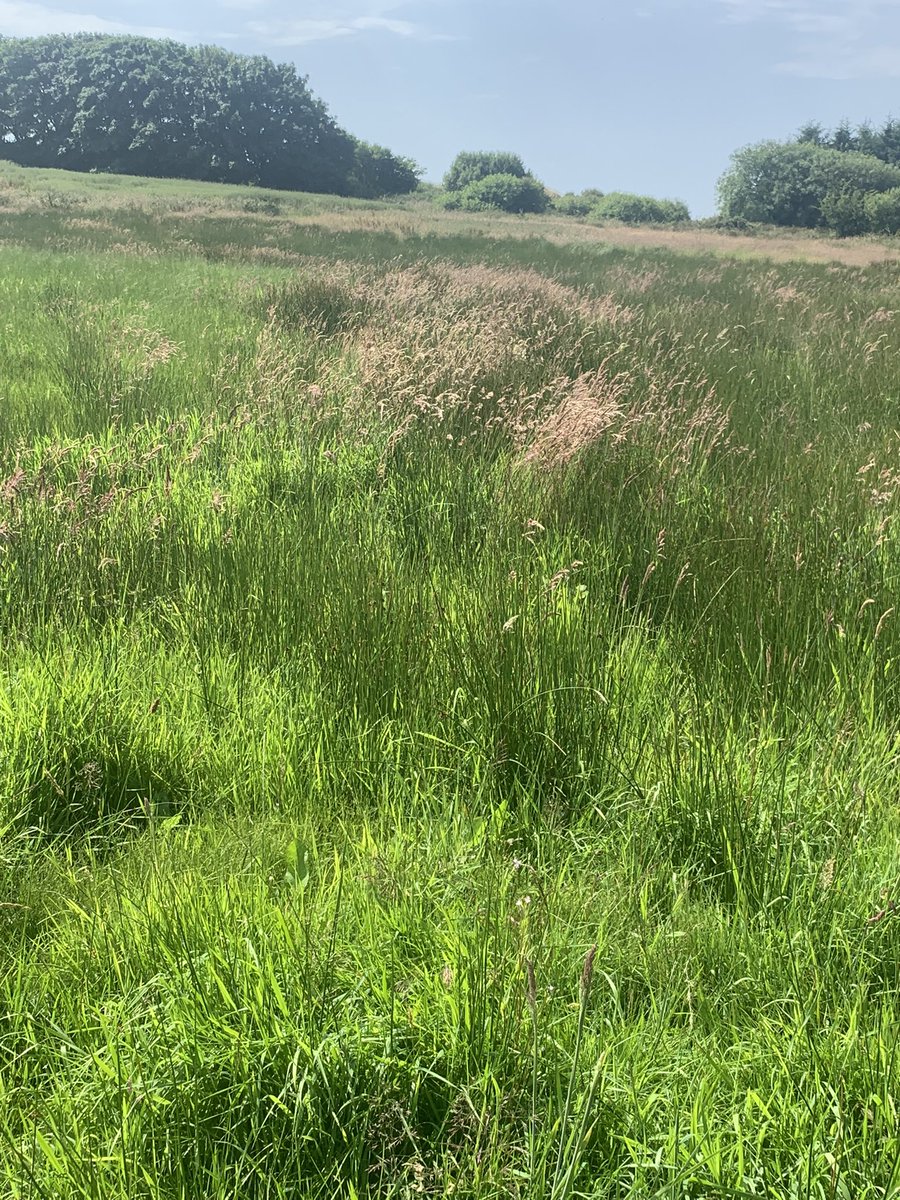 ShaneMcAuliffe1's tweet photo. Got some great news from my @HenHarrierProj advisor after doing the habitat scoring. Field scores have increased this year. Mainly due to mulching the heavy rush cover in April 👏🏻 Better habitat = higher payment #ResultsBasedFarming #HighNatureValue #FarmlandBiodiversity https://t.co/fYwMPYFV19