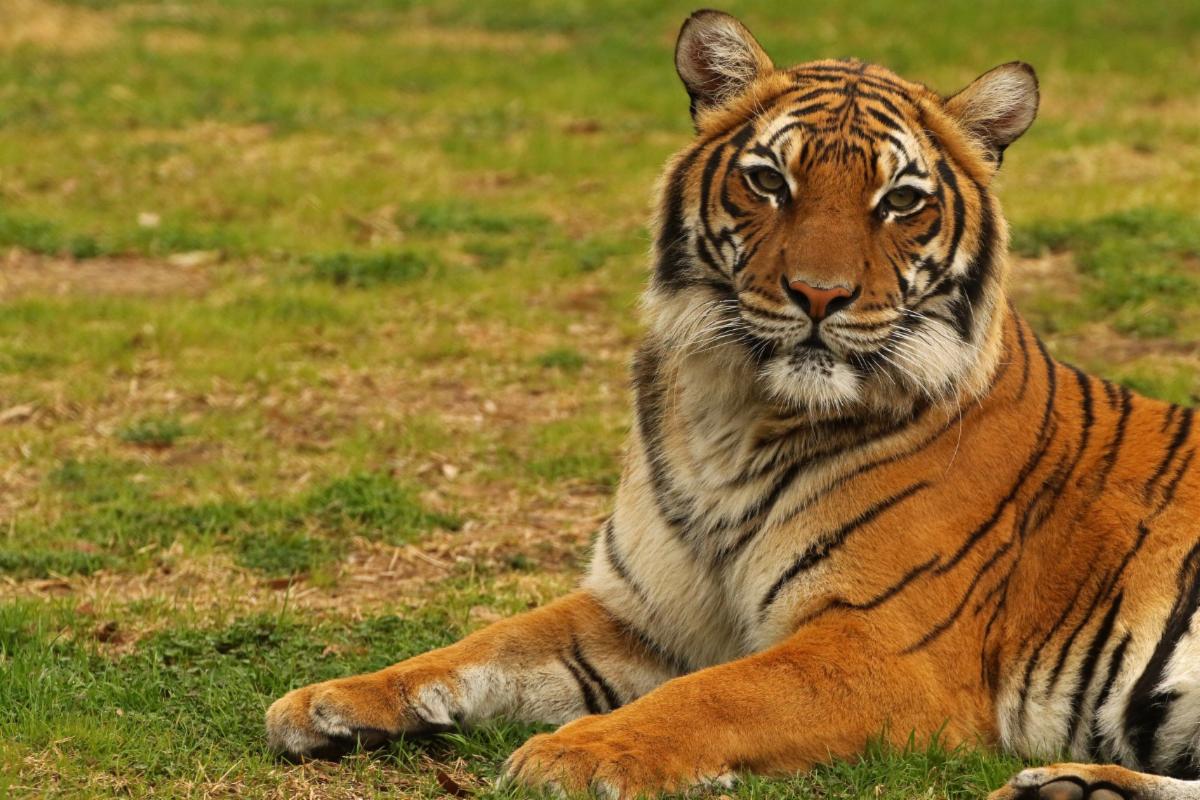 LittleRockCVB's tweet photo. #BigNews from our #BigCats at @LittleRockZoo! 🍼🐯
It has been confirmed that Asmara is expecting cubs in early August! 🐅
Celebrate #GlobalTigerDay & a baby shower with Jaya (father) & Asmara (mother) on July 30th.
Calendar Event: https://t.co/pEMPY8EEKV
#LRZoo #LittleRock https://t.co/F6mQ77f8pE