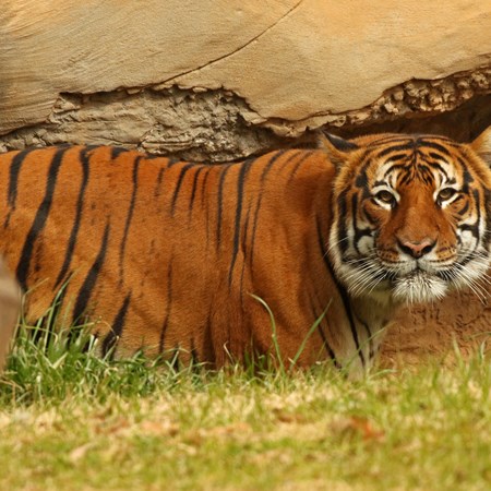 LittleRockCVB's tweet photo. #BigNews from our #BigCats at @LittleRockZoo! 🍼🐯
It has been confirmed that Asmara is expecting cubs in early August! 🐅
Celebrate #GlobalTigerDay & a baby shower with Jaya (father) & Asmara (mother) on July 30th.
Calendar Event: https://t.co/pEMPY8EEKV
#LRZoo #LittleRock https://t.co/F6mQ77f8pE