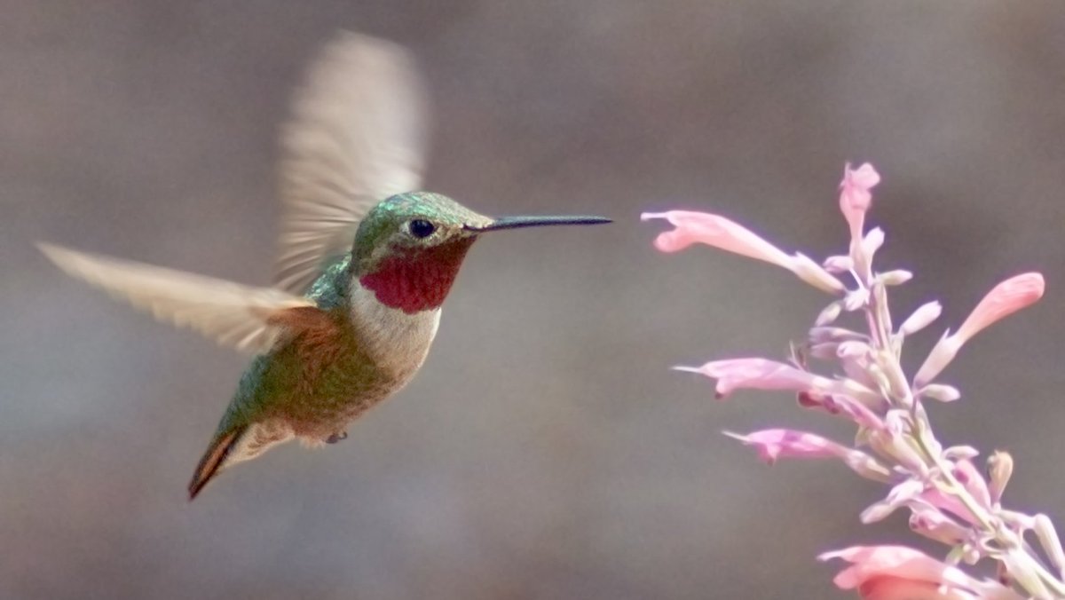 enviroamericas's tweet photo. Happening this Thursday: a FREE webinar with John Shewey, author of The Hummingbird Handbook! John will be sharing everything he knows about these birds and answering your questions in what is bound to be a fun, lively discussion.

➡️ Go to https://t.co/8w3oxE9LvF to register. https://t.co/tN52M5Yf4i