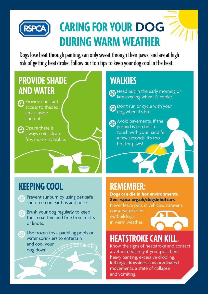 Caring for your dog during warm weather