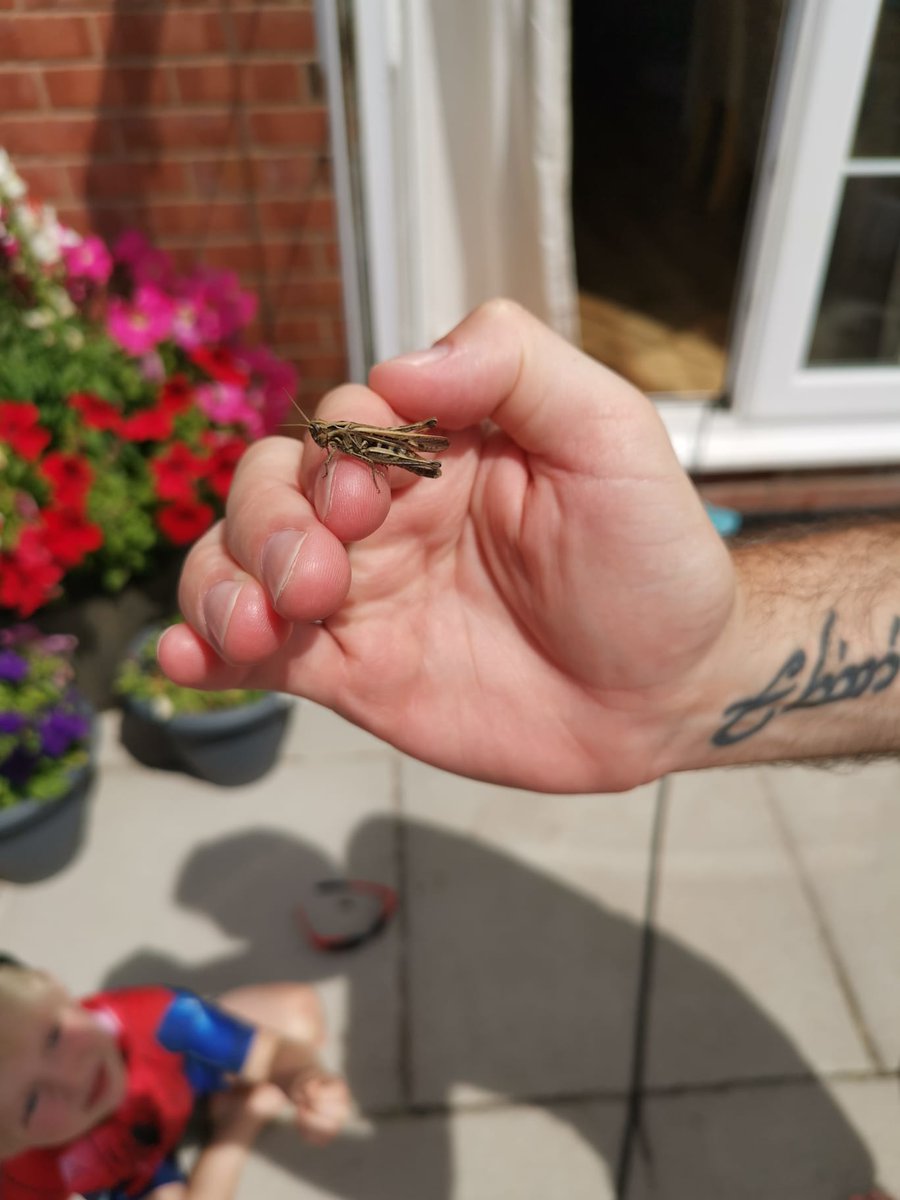 amzykins2's tweet photo. @MissKLeeMLP @MissFlanaganMLP @MissLyonsMLP @MissMyersMLP We found one too in our garden! https://t.co/o7v2DTCuY0
