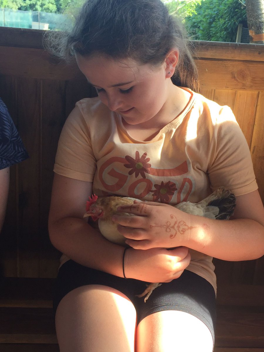 MosesLeanne's tweet photo. @SychdynSchool Dosbarth Clwyd had two special visitors today…Goldie &amp; Snowy 🐓 we loved meeting these adorable bantam chickens 🥰 https://t.co/W74YqOCTb5
