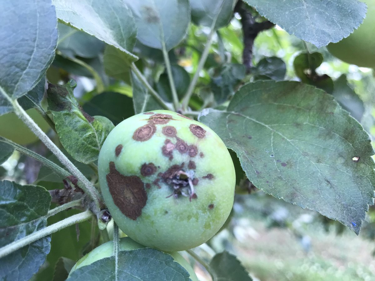 AppleOfMyIPM's tweet photo. Finally some rains to put Spornado traps at various heights to the test! Looking at these traps for detection of airborne apple scab spores. Potential use for early detection, determining primary infection period &amp; fungicide decision making #onapples #ontag #IPM https://t.co/1VyE7Jm2xC