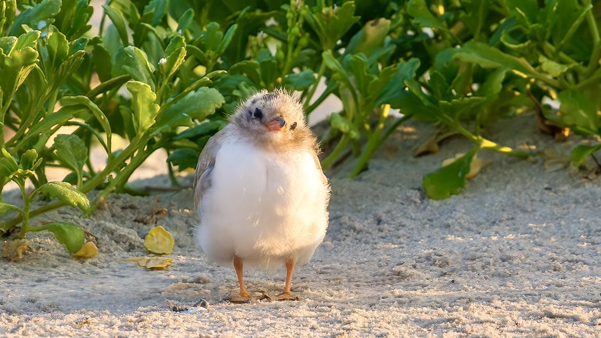 jacquelineUWS's tweet photo. Common Tern chick we affectionately nicknamed Big Baby. Long Island, NY.
#birdwatching https://t.co/nvUstkAPY2