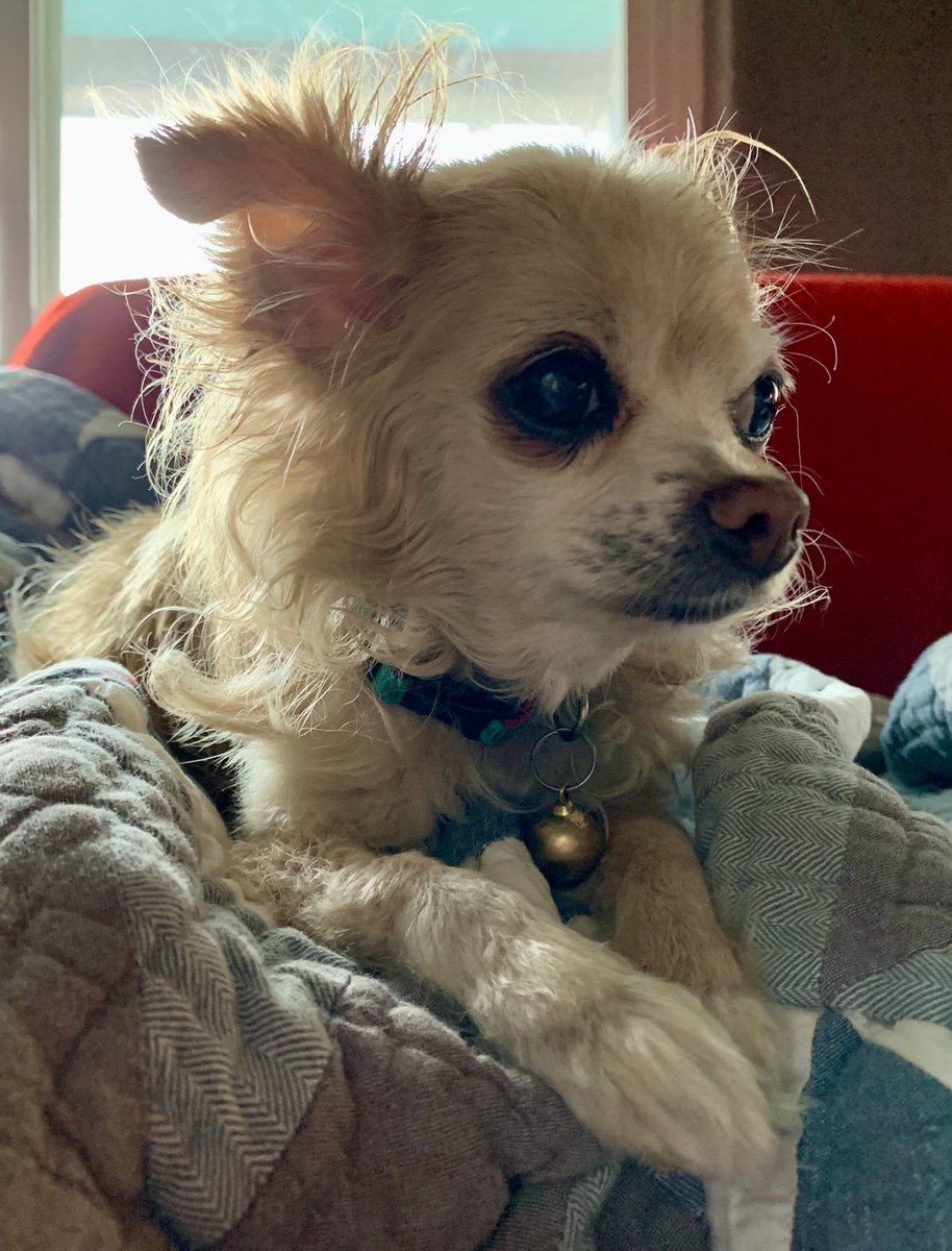 Bad News. My Dog Died. RIP Tila Tequila aka Tila Jane aka Tila Wheela aka Hoover… the last of The Littles🐾🌈💔
All Three Amigos are together again😭