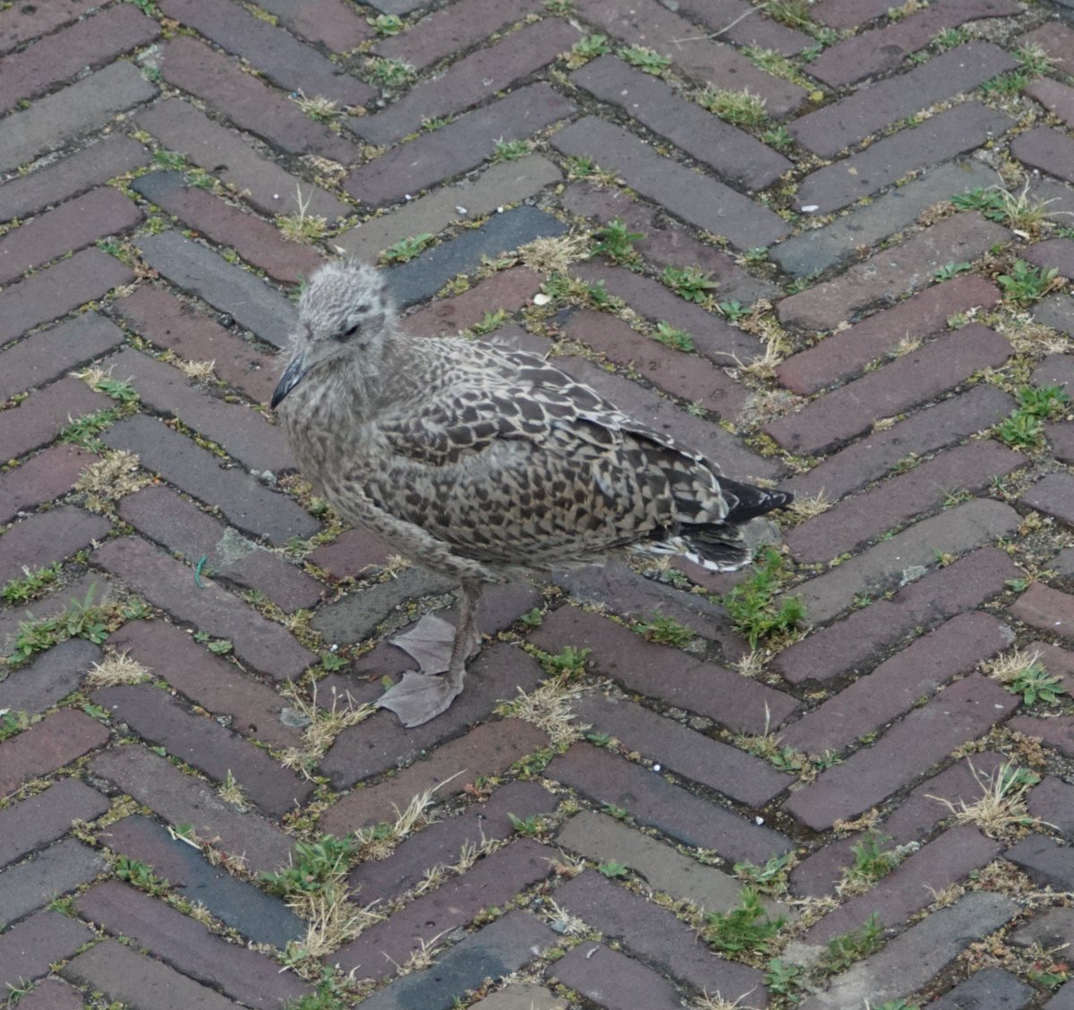 ErikDevilee's tweet photo. Zilvermeeuwen vliegen uit in de Hoge Mors #Leiden https://t.co/mK8ixphDpJ