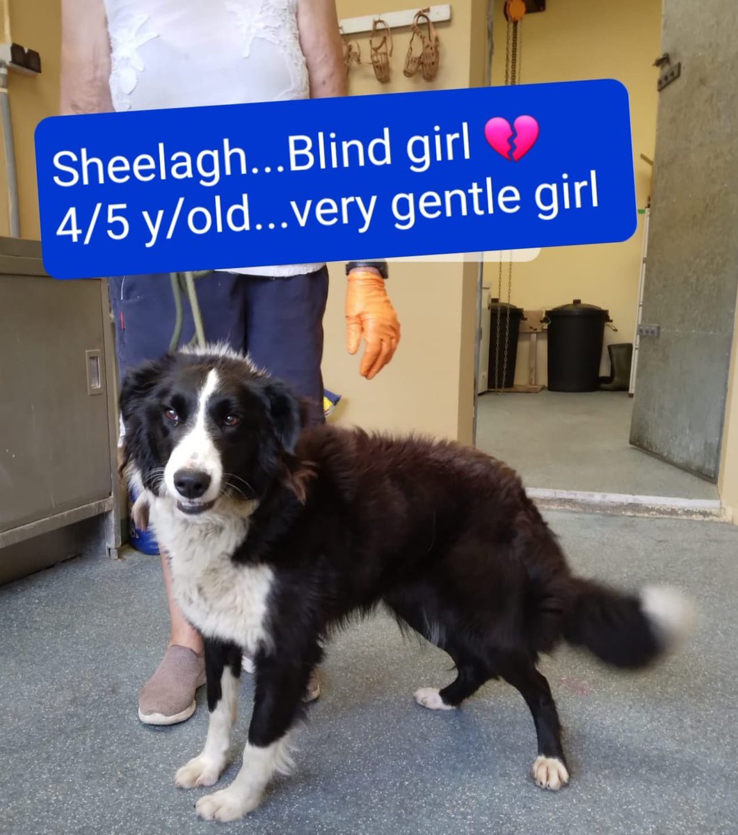 MADRADogRescue's tweet photo. Important Thread - Please read!

There is a first time for everything, and unfortunately, this is the first time in 17 years, that MADRA have had to put up an appeal of this nature. But desperate times, require desperate measures. 1/3 https://t.co/qt3FzfYbob