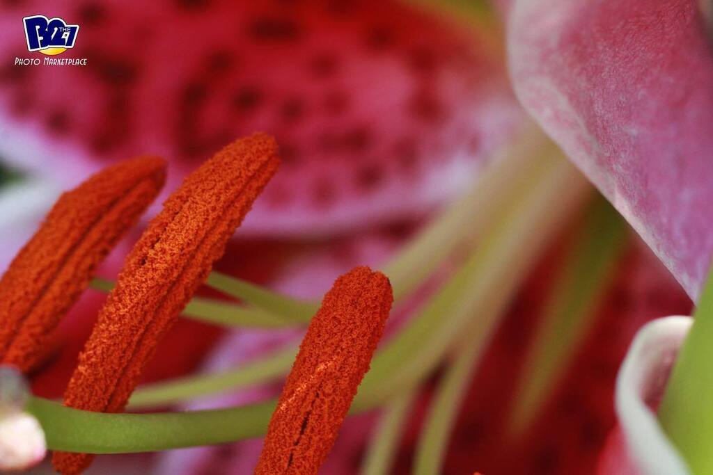 B2the7's tweet photo. Details and colors.
#nature #natureshots #naturephotography #photography #louisvillecreators #letsgolouisville #Louisville #louisvillephotography #igerslouisville #wave3igers #bestofthebluegrass #canon #canonphotography #louisvillephotographer #kentuckyphotographer #wildflo… https://t.co/JUKdgL2ppt
