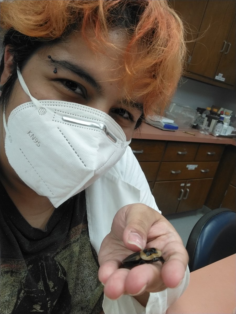 AnimBehSociety's tweet photo. Congratulations #ABS2022 #ABSTurner recipient Genhsy Monzon (@genhsy) who is currently @UF working as a lab technician in the Urban Entomology Lab. In addition to assisting with rearing #insects, Genhsy is conducting their own project on feeding #ant larvae in vitro (1/2) https://t.co/UhBsfxQOoa