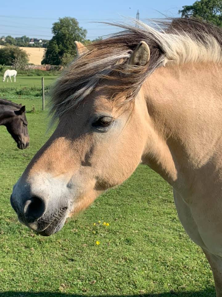 #tuesdaytrivia The Fjord Horse is one of the oldest horse breeds in the world and originates from Norway. The Fjord horse was used by the Vikings as a war mount. Here is our Fjord horse, Erik. #fjord #pony #Horses