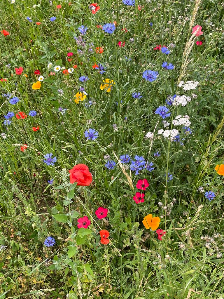 MPDUG's tweet photo. Chuffed to bits with my wild flower area seeded a few months ago. Damsel flies like it too! https://t.co/JyS6QQgK7d