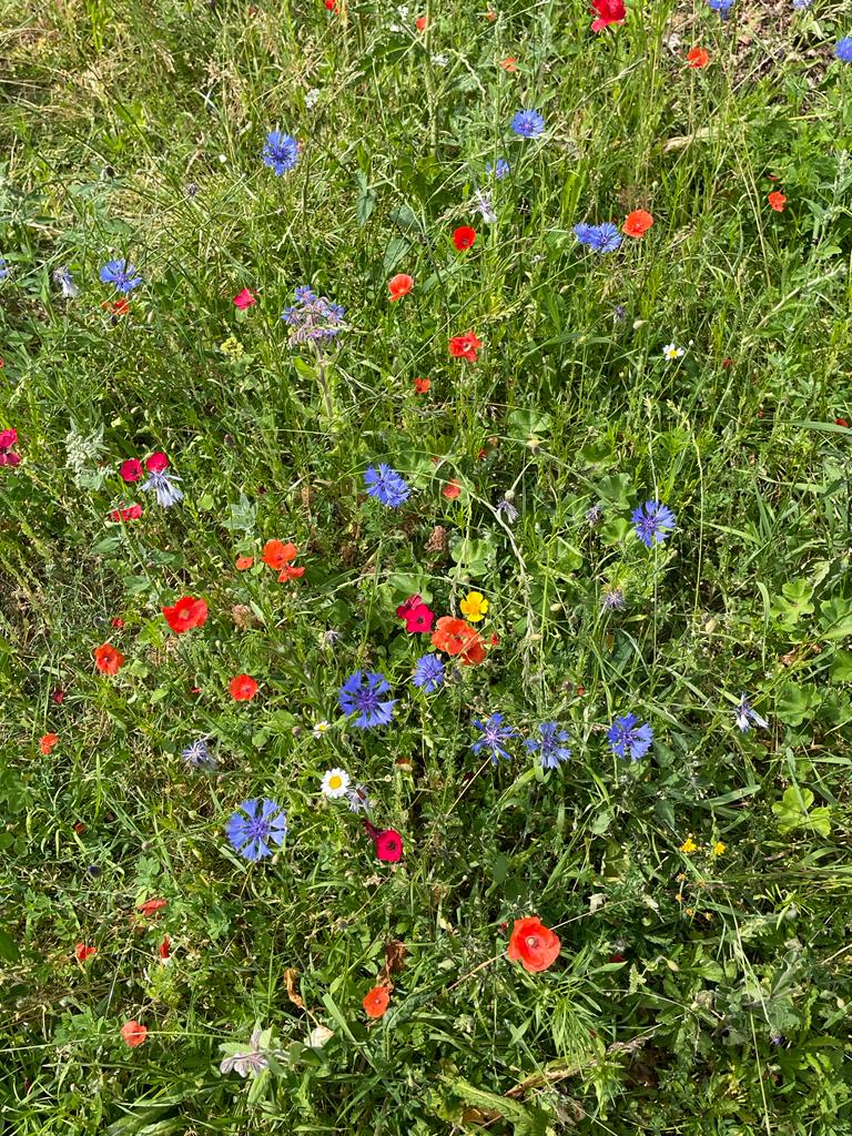 Chuffed to bits with my wild flower area seeded a few months ago. Damsel flies like it too!