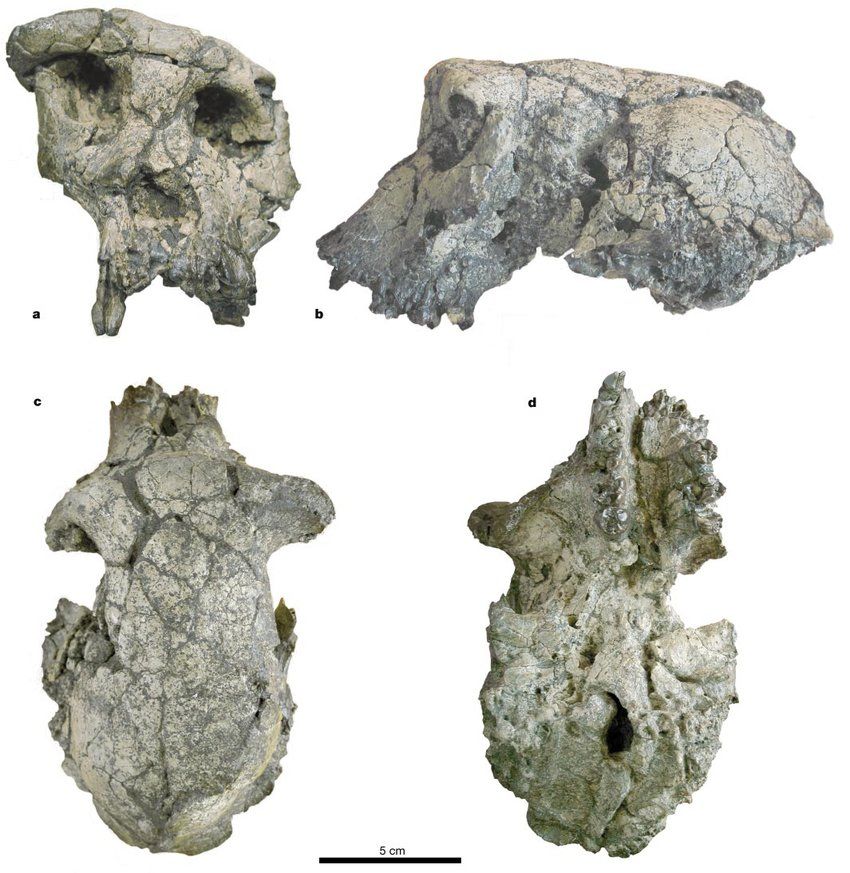 FossilHistory's tweet photo. #OnThisDay in 2001, the Sahelanthropus skull was discovered in Chad by Ahounta Djimdoumalbaye. This distorted but fairly complete specimen, nicknamed Toumaï, is thought to be ~7 million years old. #fossils https://t.co/RAHnxWv1RN