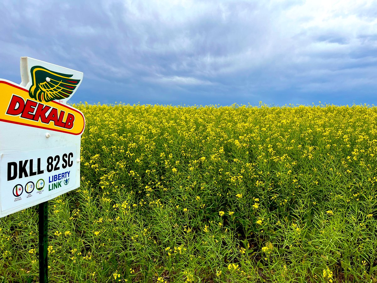 Great day signing fields, awesome seeing all these different canola varieties podding out so nicely! <a href="/DEKALB_Canada/">DEKALB Canada</a> #canola #CdnAg