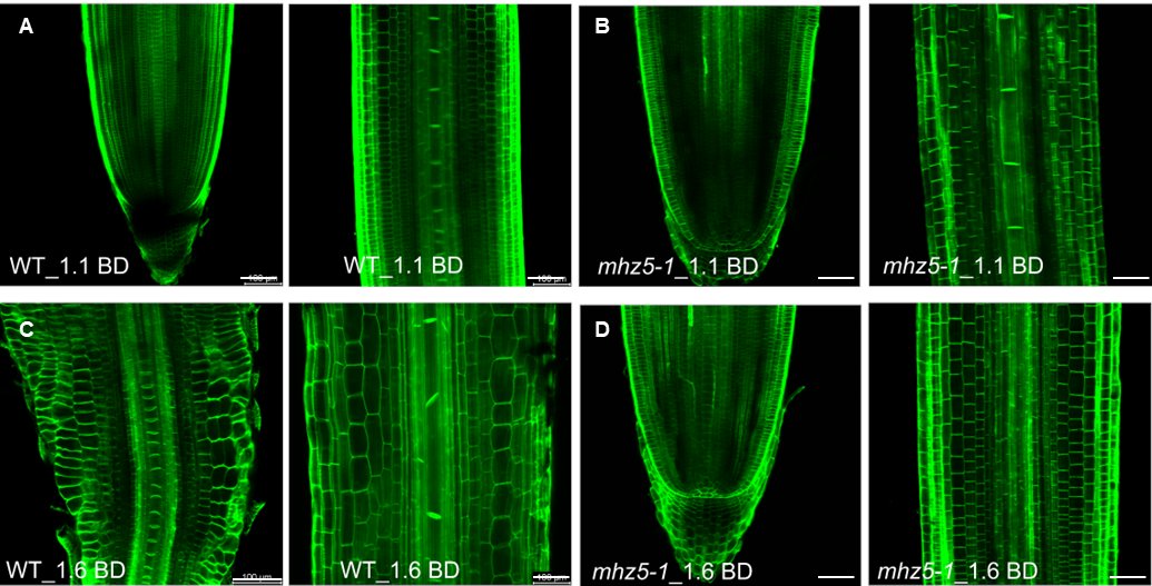 Ethylene inhibits rice root elongation in compacted soil via ABA- and auxin-mediated mechanisms | Proceedings of the National Academy of Sciences pnas.org/doi/10.1073/pn…