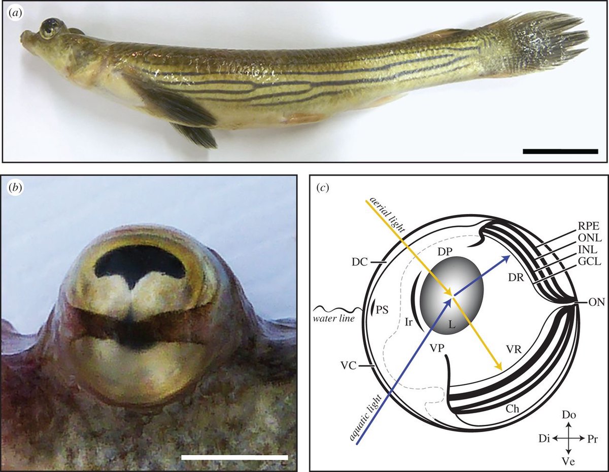 Weird_AnimaIs's tweet photo. The four-eyed fish, Anableps anableps, can see above and below the water's surface at the same time!

(Photos Perez et al. 2017) https://t.co/pD5qe3HtuF