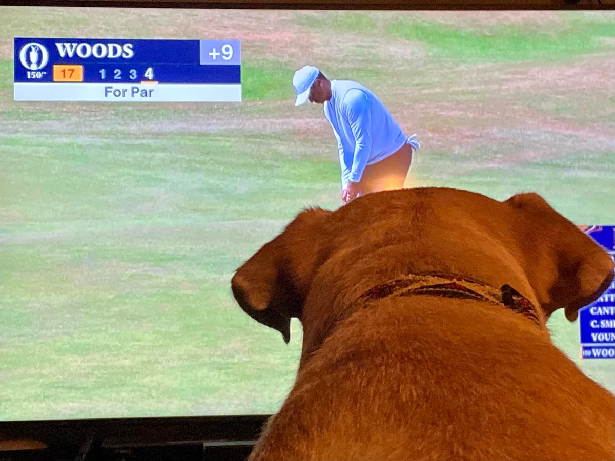 KennieBassWV's tweet photo. Dexter the past few days.
He likes golf, and says he would especially enjoy chasing the little white ball and chewing it up.
#DexterTV
#dogsoftwitter
#weratedogs
@dog_rates
@HeckinGoodDogs https://t.co/7gragUHKhA