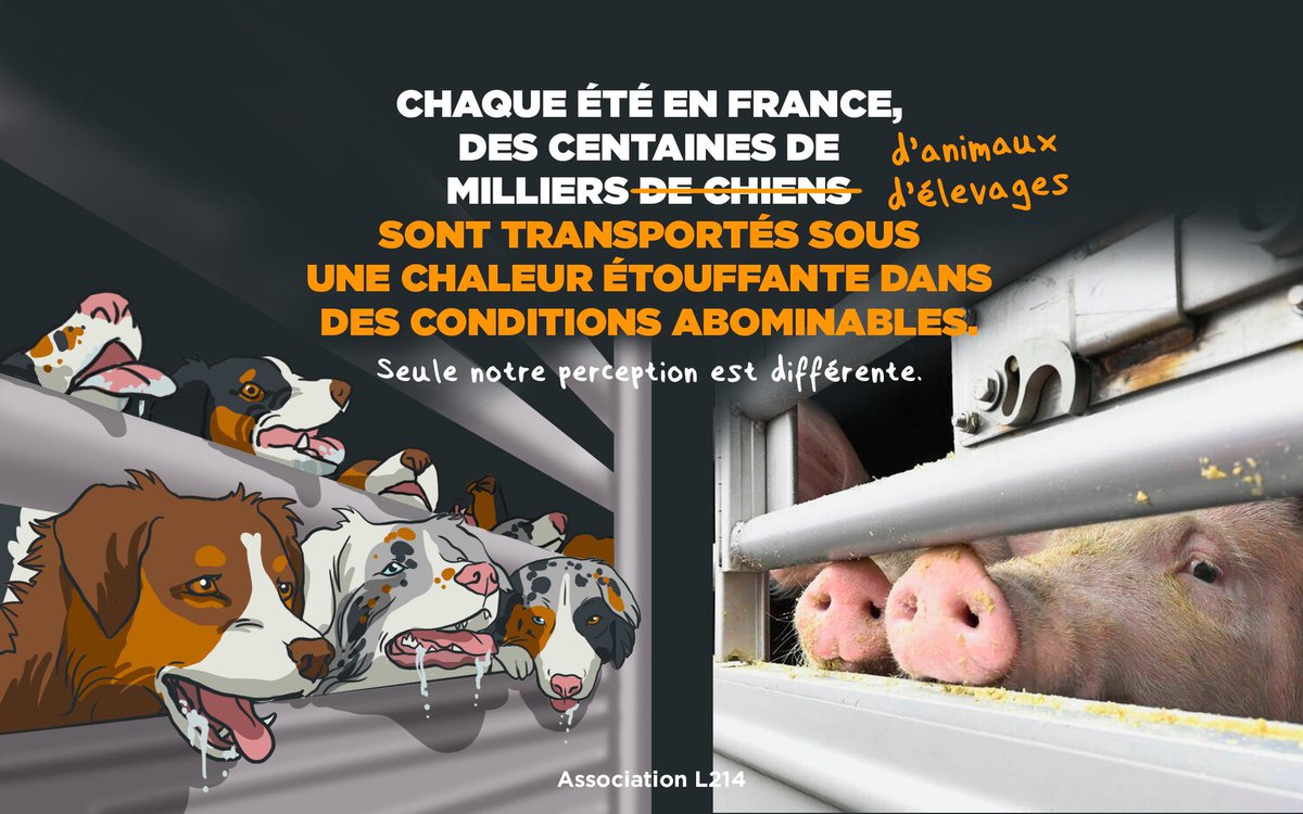 animaliste14's tweet photo. La dernière fois que vous les verrez ? C’est probablement dans ces convois de l’enfer. En plus de partir pour la mort, ils vont devoir subir des conditions purement abominables. Et si c’était votre compagnon ? Stoppons cela ! #truckalert #l214 @L214 #touslesanimauxcomptent https://t.co/1zahpYGXST