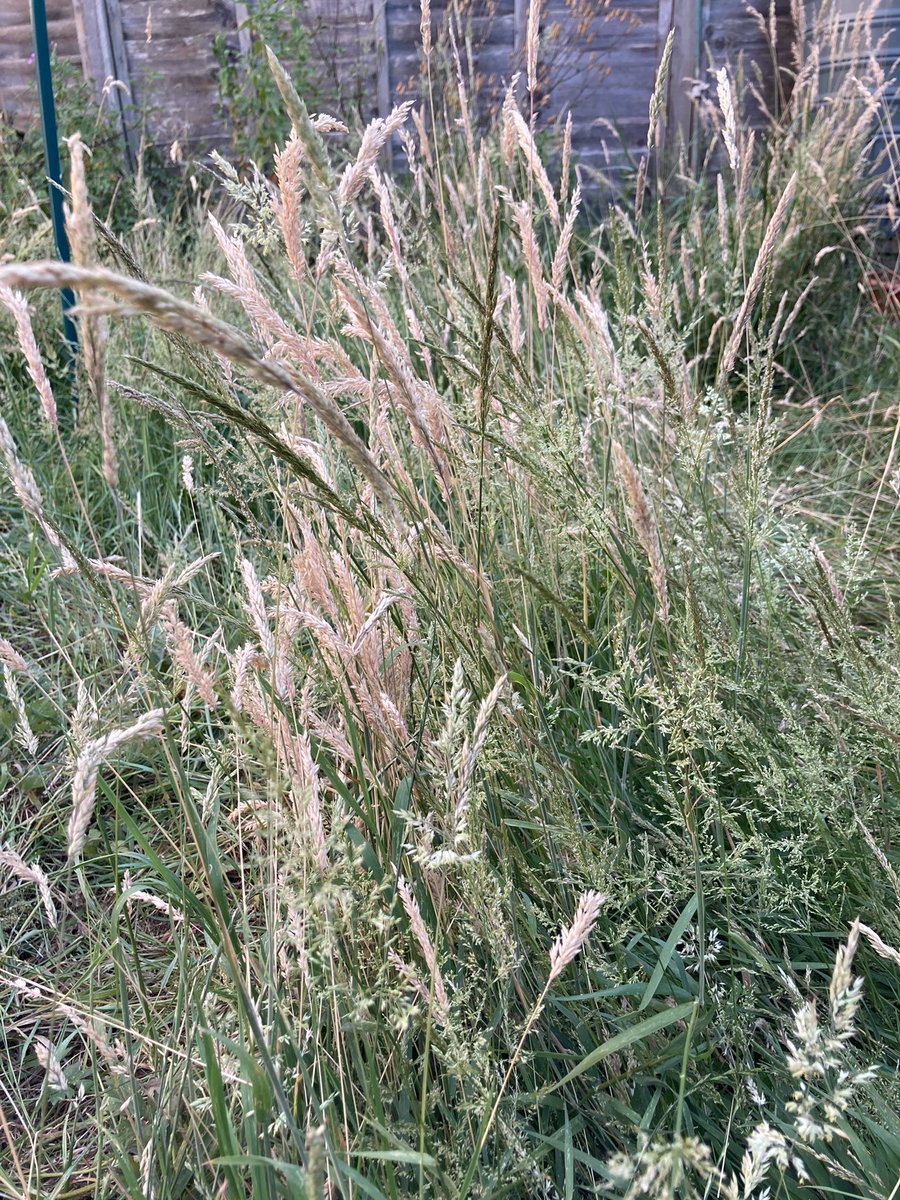 These grasses, in this garden that has gone wild, are so beautiful and so intricately designed. We need to stop and look at our surroundings. Nature has created some amazing things. #11thhourforclimate and we need to look after what we have before the heat destroys it all. #FFF