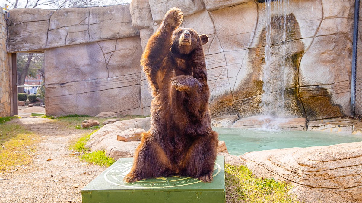 Baylor Athletics tweet media