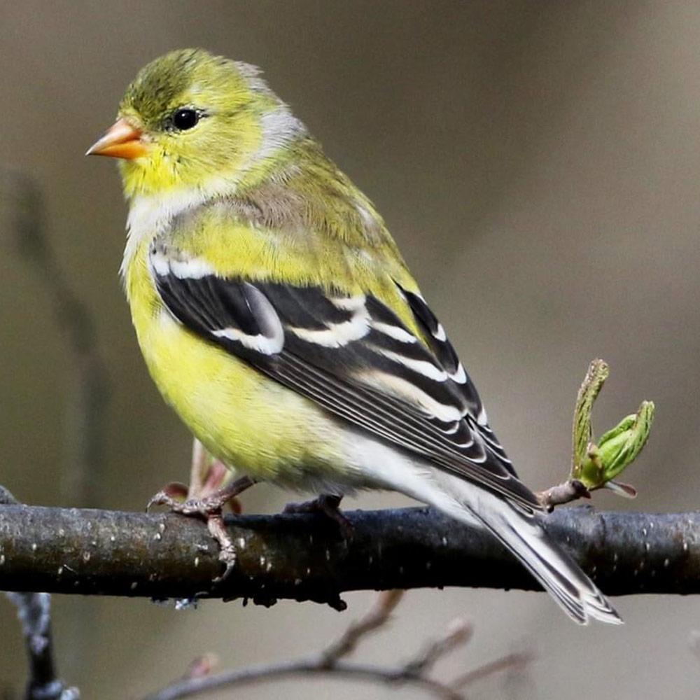 Learn about the American Goldfinch! zcu.io/kW3w