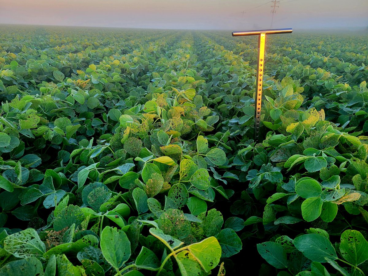 Untreated soybean borders that were heavy with Japanese beetles are looking better this week.