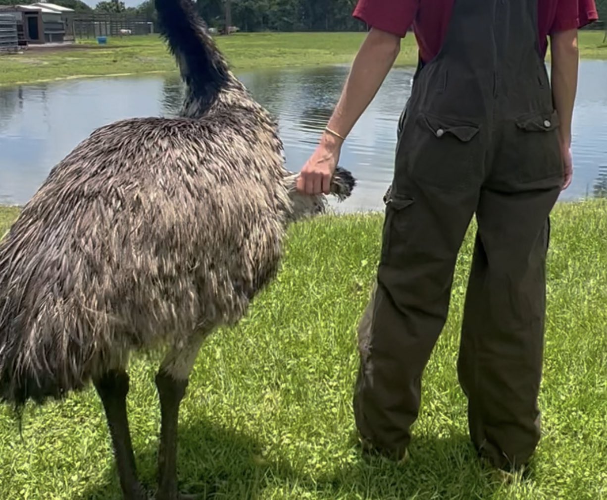 eco sister on Twitter "Just a girl, and her emu. https//t.co