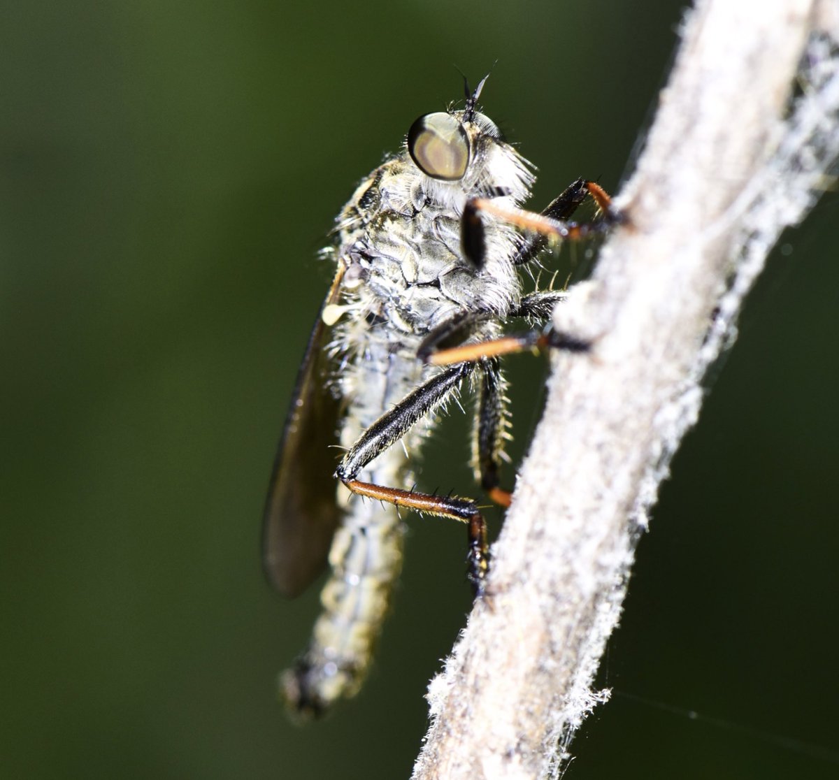 miqbo's tweet photo. (Assilidae).
#assilidae #dípter #diptera
20220618 Bescanó. https://t.co/CiG1SSD7Lj
