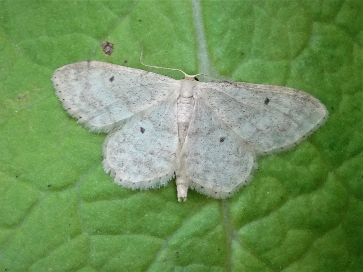 Nice to see this Lesser Cream Wave Scopula immutata, Milngavie 17 July #Glasgow #Mothsmatter Do you agree? @MOTHIDUK @savebutterflies @BC_SWScotland @nature_scot