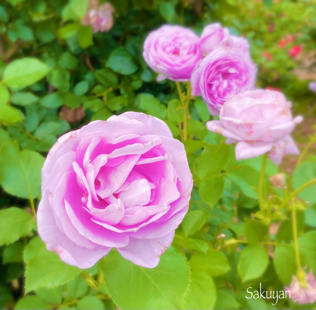 おはようございます
   穏やかな一日を✩°̥࿐୨୧🍀*