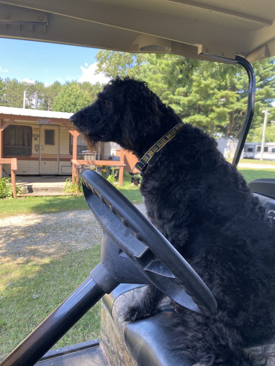 nanamary68's tweet photo. His favorite thing to do ❤️ #dogsoftwitter #dogsarefamily #ziggyboy #camping #mybestie #goldendoodlesrock #goldendoodle https://t.co/MRfMqNufBB